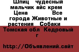 Шпиц - чудесный мальчик айс-крем › Цена ­ 20 000 - Все города Животные и растения » Собаки   . Томская обл.,Кедровый г.